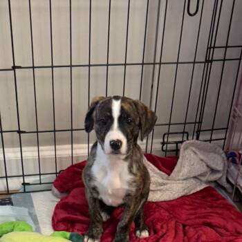 Mixed Breed Dogs Available for Adoption in Nashville, Tennessee - Rain | PetCurious