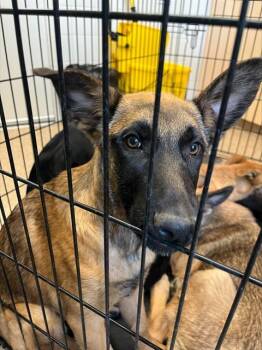 German Shepherd Dog and Mixed Breed Dogs Available for Adoption in Albuquerque, New Mexico - CHARLI | PetCurious