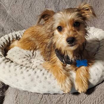 GiGi -  Yorkshire Terrier Dog Available for Adoption in Kingsburg, California - GiGi | PetCurious