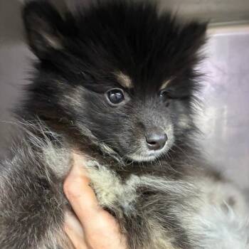 Rob -  Pomeranian and Husky Dog for Adoption in Northbrook, Illinois - Rob | PetCurious