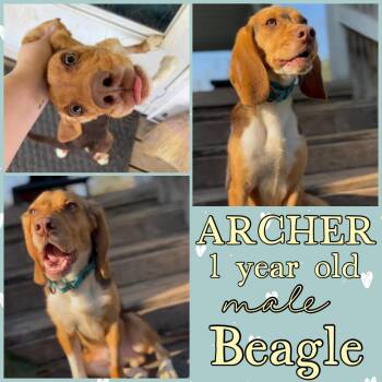 Beagle Dogs Available for Adoption in Grantville, Pennsylvania - Archer | PetCurious