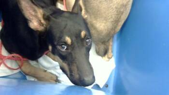 HUNTER -  Mixed Breed Dog for Adoption in Dallas, Texas - HUNTER | PetCurious