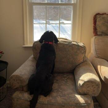 Pepper -  Plott Hound Dog for Adoption in Harrisonburg, Virginia - Pepper | PetCurious