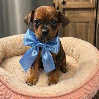 Shih Tzu and Dachshund Dogs Available for Adoption in Crosby, Texas - Apricot | PetCurious