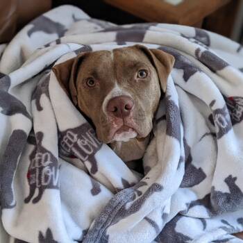 Rescue Mixed Breed Dogs for Adoption in Kyle, Texas - BONNY | PetCurious