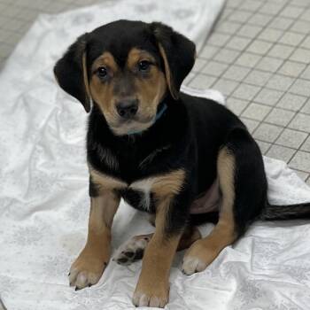 Mixed Breed Dogs Available for Adoption - Sunnie | PetCurious