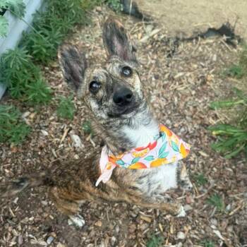Baby -  Cardigan Welsh Corgi and Dachshund Dog for Adoption in Laramie, Wyoming - Baby | PetCurious