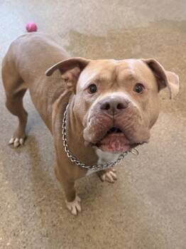 Mushmelon -  Pit Bull Terrier Dog for Adoption in Cleveland, Ohio - Mushmelon | PetCurious