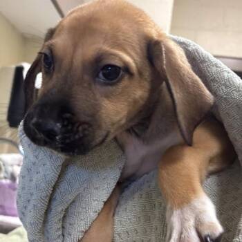 Cracker -  Mixed Breed Dog for Adoption in Asheville, North Carolina - Cracker | PetCurious
