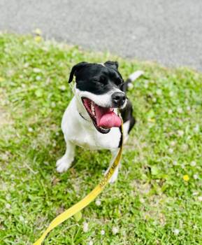 Zoe -  American Bully Dog for Adoption in East Orange, New Jersey - Zoe | PetCurious