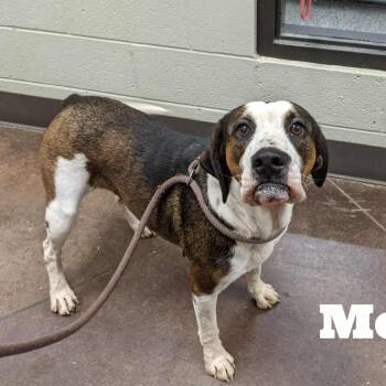 Rescue Hound Dogs for Adoption in Hopkinton, Massachusetts - Melody | PetCurious