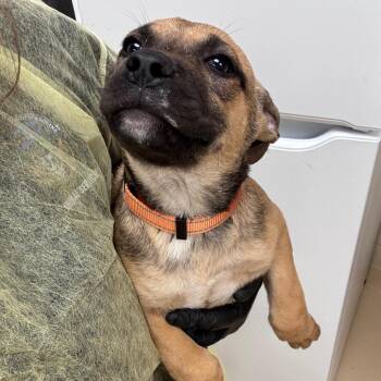 Fettuccine (orange) -  Mixed Breed Dog for Adoption in Winston-salem, North Carolina - Fettuccine (orange) | PetCurious
