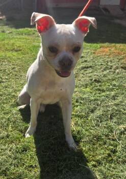 BEAU 425 -  Pug Dog for Adoption in New Berlin, Wisconsin - BEAU 425 | PetCurious