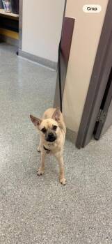 Pug and Mixed Breed Dogs Available for Adoption in Kansas City, Missouri - Maisey | PetCurious
