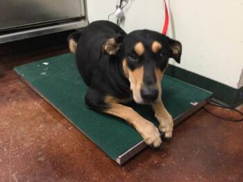 Rescue Doberman Pinscher and Mixed Breed Dogs for Adoption in Thousand Palms, California - LINA | PetCurious