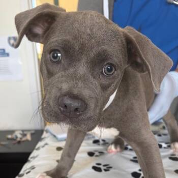 Frannie -  Pit Bull Terrier and Boxer Dog for Adoption in Nashville, Tennessee - Frannie | PetCurious