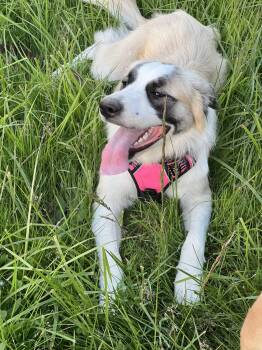 Callie -  Great Pyrenees and Anatolian Shepherd Dog for Adoption in Bend, Oregon - Callie | PetCurious
