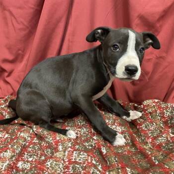 TODDY -  Pit Bull Terrier and Mixed Breed Dog for Adoption in Modesto, California - TODDY | PetCurious