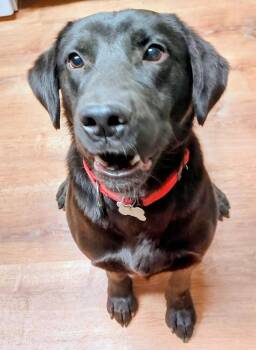 Labrador Retriever Dogs Available for Adoption - Roper | PetCurious