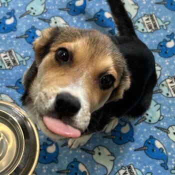 DubDub -  Mixed Breed Dog for Adoption in Flagstaff, Arizona - DubDub | PetCurious