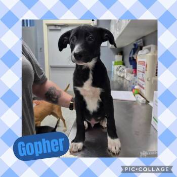 Australian Cattle Dog Blue Heeler and Labrador Retriever Dogs Available for Adoption in Ringwood, New Jersey - Gopher | PetCurious