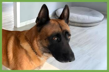 Wujoy -  Belgian Shepherd Malinois and Shepherd Dog for Adoption in Amherst, Massachusetts - Wujoy | PetCurious
