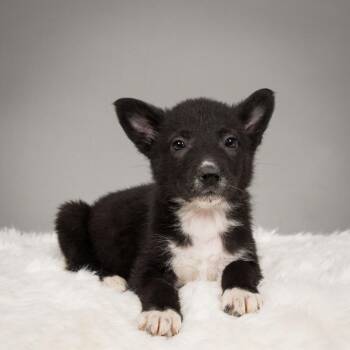 Husky and Australian Shepherd Dogs Available for Adoption in Minneapolis, Minnesota - Stormy | PetCurious