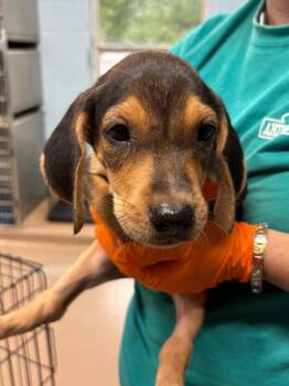 Zuko -  Coonhound Dog for Adoption in Nacogdoches, Texas - Zuko | PetCurious