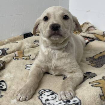 Rescue Labrador Retriever and Hound Dogs for Adoption in Kannapolis, North Carolina - Wanda | PetCurious
