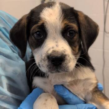 G.I. Kelly -  Australian Cattle Dog Blue Heeler and American Staffordshire Terrier Dog for Adoption in Hattiesburg, Mississippi - G.I. Kelly | PetCurious