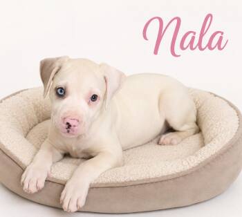 Nala -  Labrador Retriever Dog for Adoption in Momence, Illinois - Nala | PetCurious