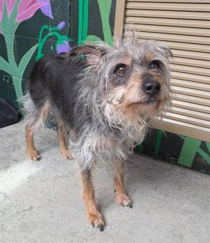 Yorkshire Terrier Dogs Available for Adoption - DARBY | PetCurious