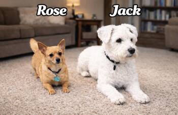 Schnauzer Dogs Available for Adoption - Rose And Jack | PetCurious