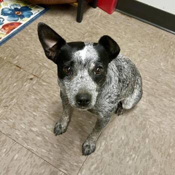Blue Belle -  Cattle Dog and Chihuahua Dog for Adoption in Parrish, Alabama - Blue Belle | PetCurious