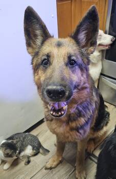 Rescue German Shepherd Dog Dogs for Adoption in Pocatello, Idaho - Presley | PetCurious