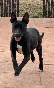 Rescue Terrier and Mixed Breed Dogs for Adoption in Shreveport, Louisiana - Minnie | PetCurious