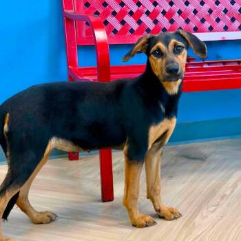 Little Ann -  Black And Tan Coonhound Dog for Adoption in Manchester, Tennessee - Little Ann | PetCurious