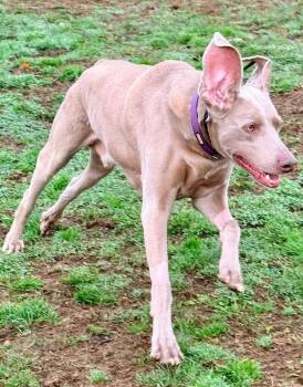 Weimaraner Dogs Available for Adoption - Bentley 0125 | PetCurious