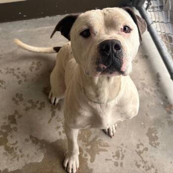 IVHS-Stray-140260 -  Pit Bull Terrier Dog for Adoption in San Gabriel, California - IVHS-Stray-140260 | PetCurious