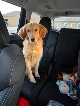 Golden Retriever Dogs Available for Adoption in Blue Springs, Missouri - Milk | PetCurious