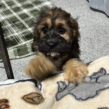 Bon. Sable 7.2 lbs -  Cockapoo Dog for Adoption in Antwerp, Ohio - Bon. Sable 7.2 Lbs | PetCurious
