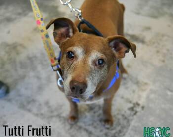 Vizsla Dogs Available for Adoption in Fort Mill, South Carolina - Tutti Frutti | PetCurious