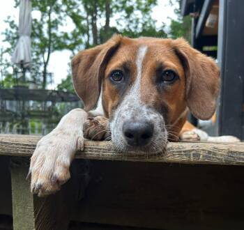 Barley -  Hound and Labrador Retriever Dog for Adoption in Mount Bethel, Pennsylvania - Barley | PetCurious