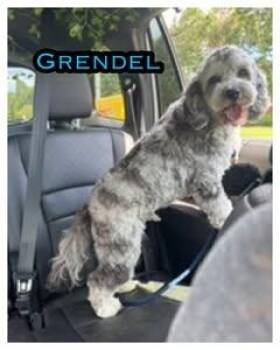 Grendel -  Cockapoo Dog for Adoption in Milton, Georgia - Grendel | PetCurious
