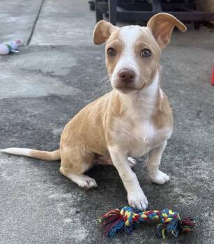 Dazzle -  Jack Russell Terrier Dog for Adoption in Palo Alto, California - Dazzle | PetCurious