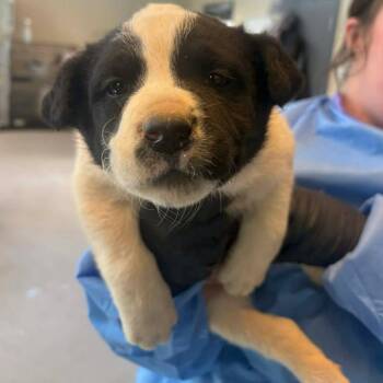 Mixed Breed Dogs Available for Adoption - Charcoal | PetCurious