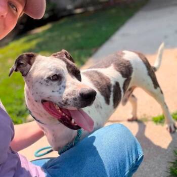 Petey -  Pit Bull Terrier and Pointer Dog for Adoption in Philadelphia, Pennsylvania - Petey | PetCurious