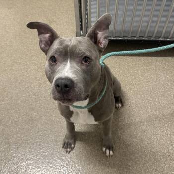 Chex Mix -  Pit Bull Terrier and Mixed Breed Dog for Adoption in League City, Texas - Chex Mix | PetCurious