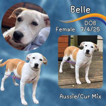 Rescue Black Mouth Cur and Australian Shepherd Dogs for Adoption in Caldwell, Texas - Belle | PetCurious