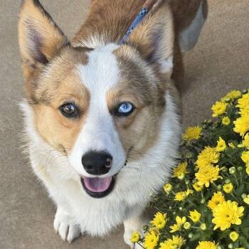 Wesley -  Pembroke Welsh Corgi Dog for Adoption in Meherrin, Virginia - Wesley | PetCurious